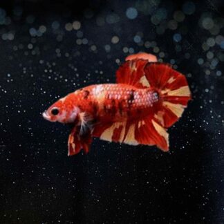 Betta Splendens